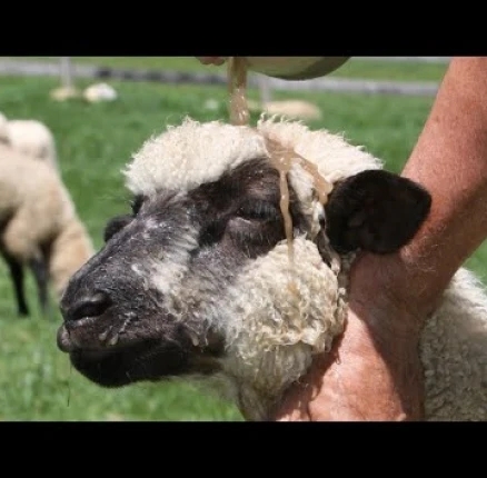 Psalm 23: Thriving Sheep