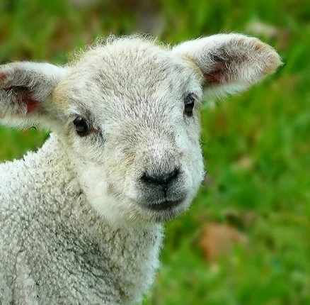 Psalm 23: Homeward Sheep
