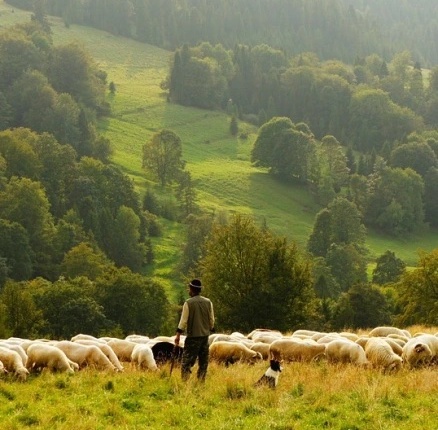 Psalm 23: Calm Sheep